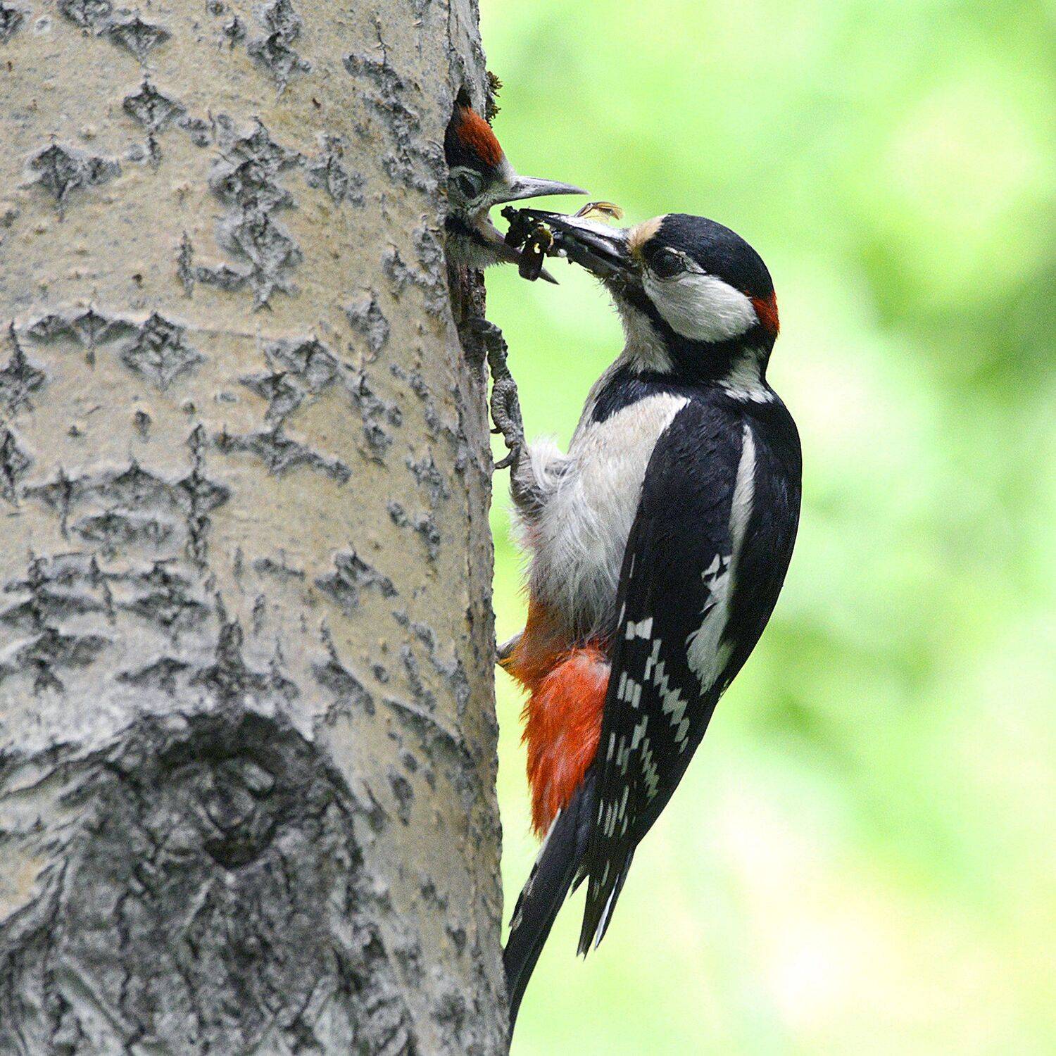 , Михаил Белоусов