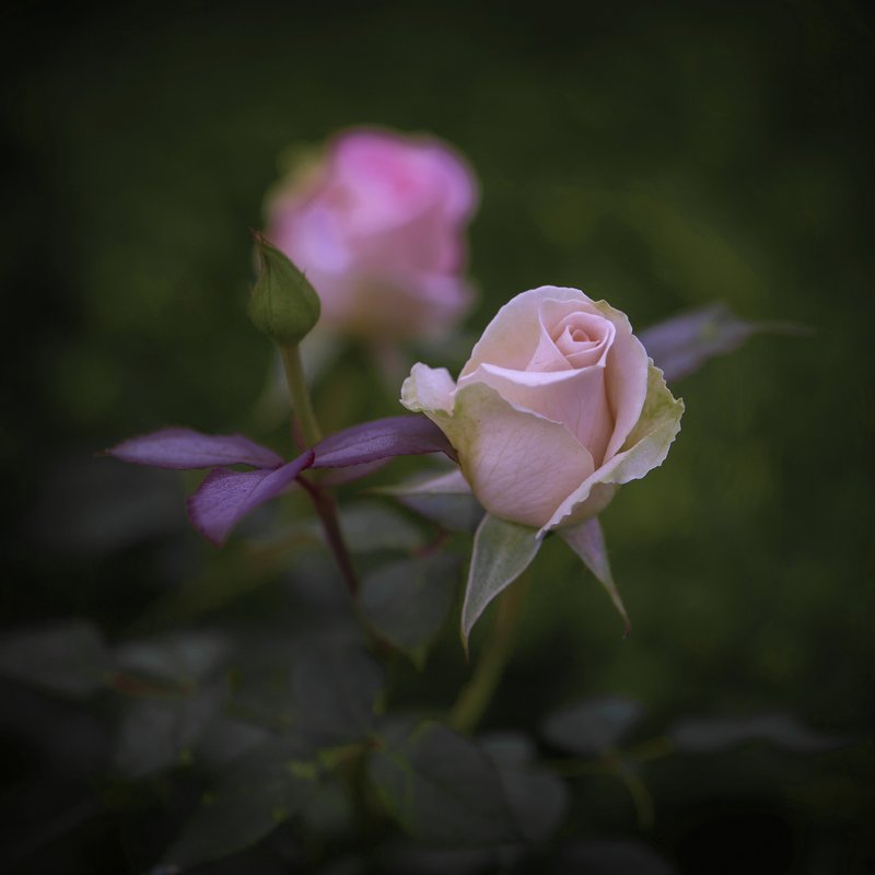 Rose фото превью