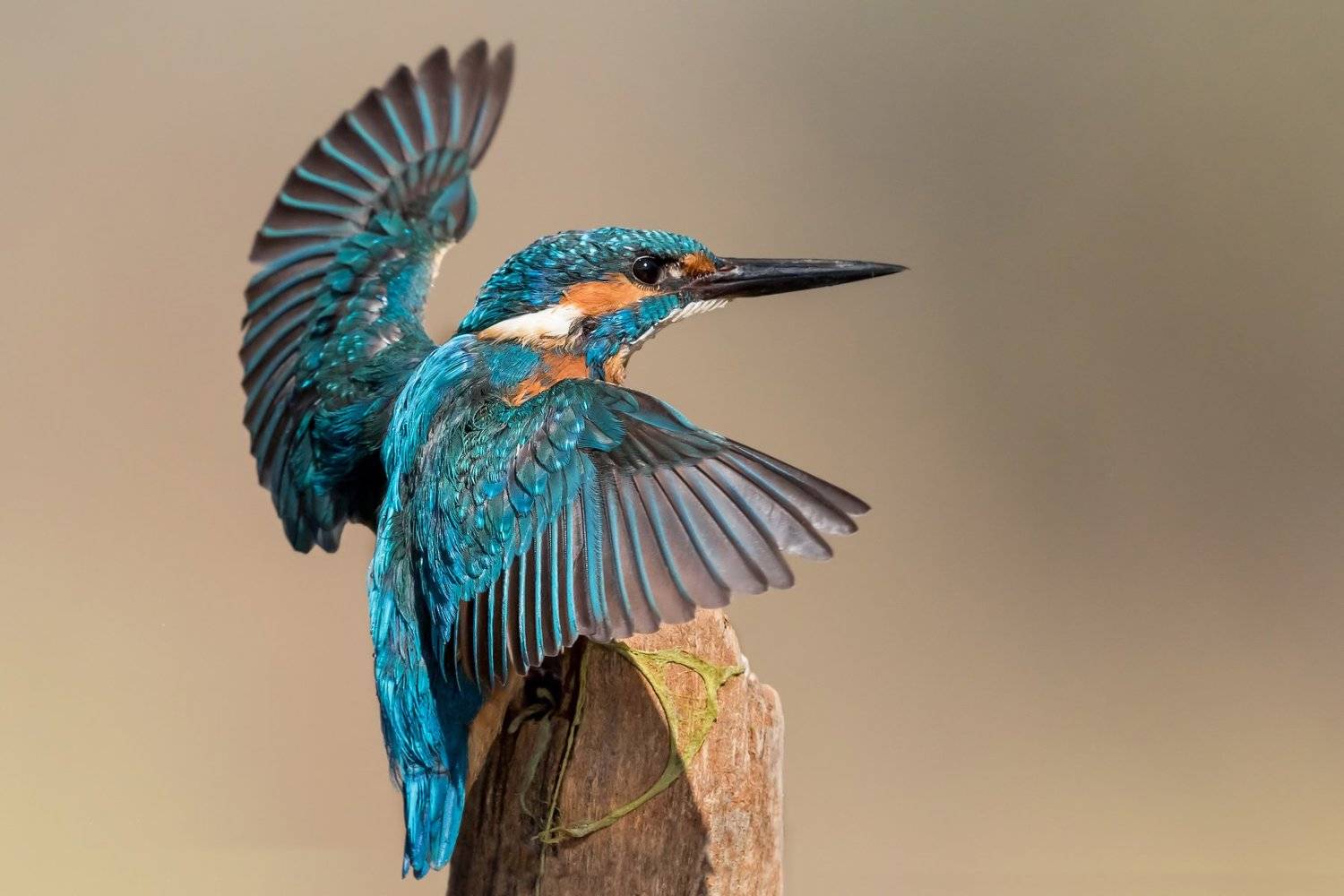 ПётрРогов,фотограф,орнитология,Израиль,фотоохота,canon5dmarkiii,canon600mmf4,birds,ornitology,nature,Israel,дикаяприрода,kingfisher,wildnature,Иерусалим,Jerusalem,wildnaturephotography,обыкновенныйзимородок,зимородок, Пётр Рогов