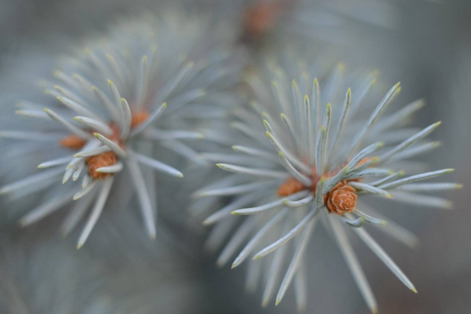 , Воинкова Ирина