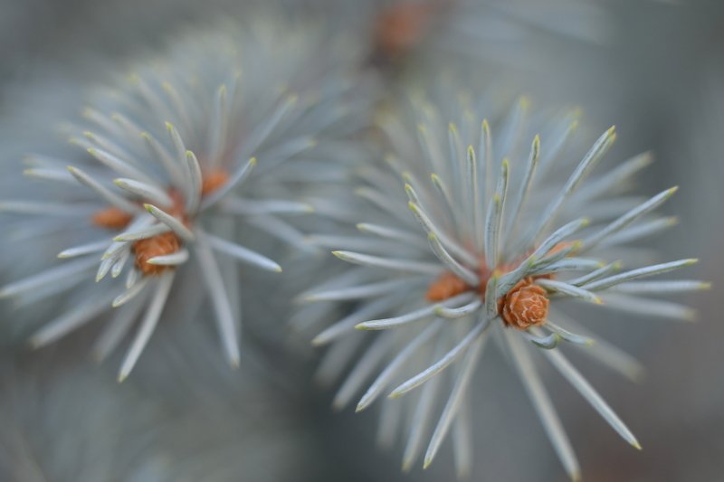 Лапы сосны фото превью