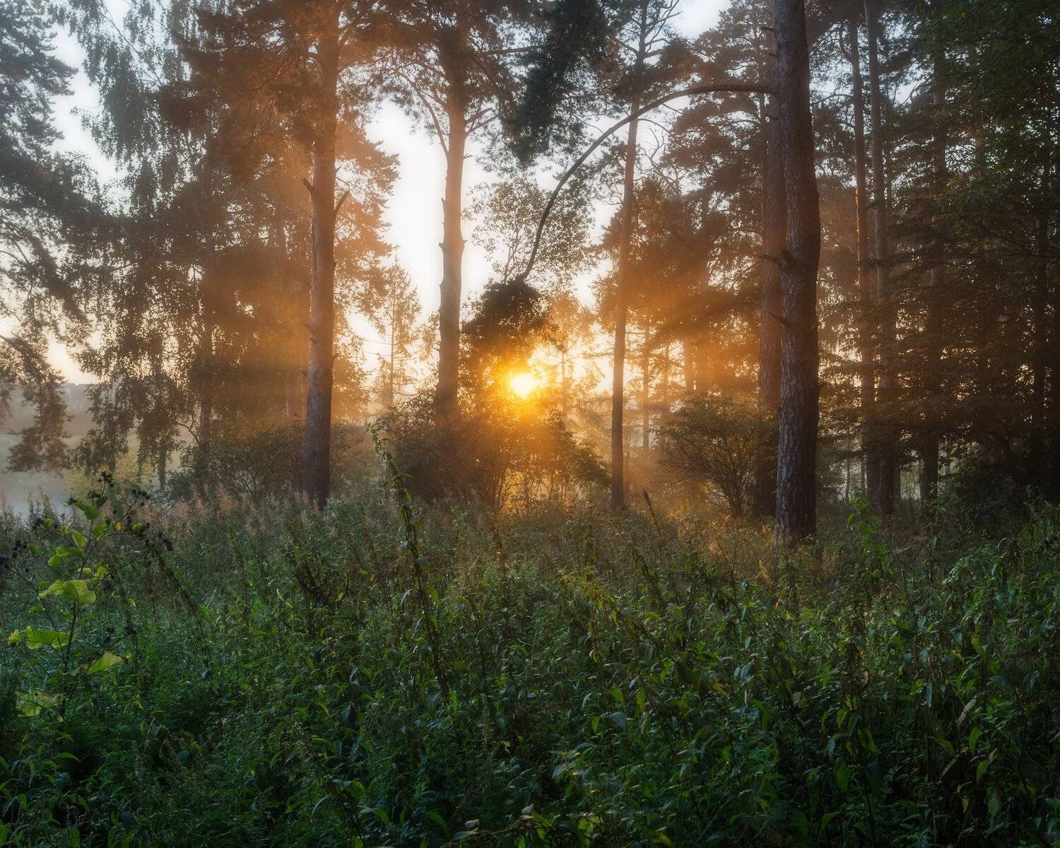 природа, пейзаж, рассвет, лес, Мартыненко Дмитрий
