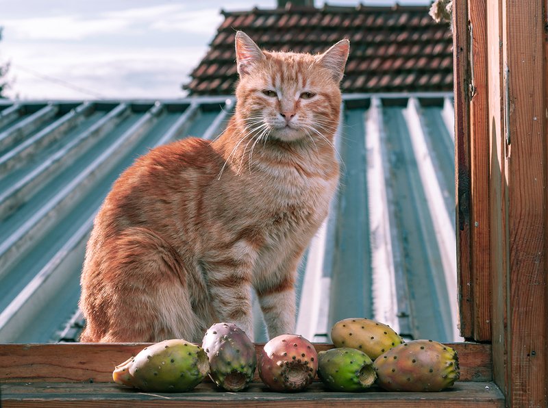cat фото превью