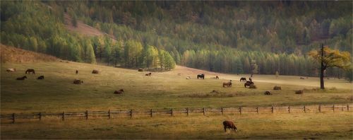 Бархатная осень. Алтай