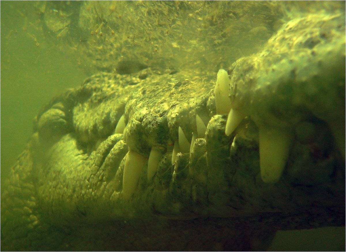 крокодил, КарОл