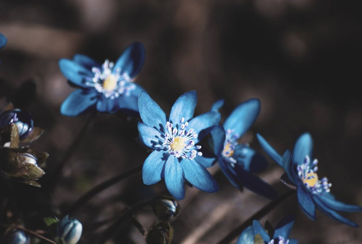 , Зоя Малхова