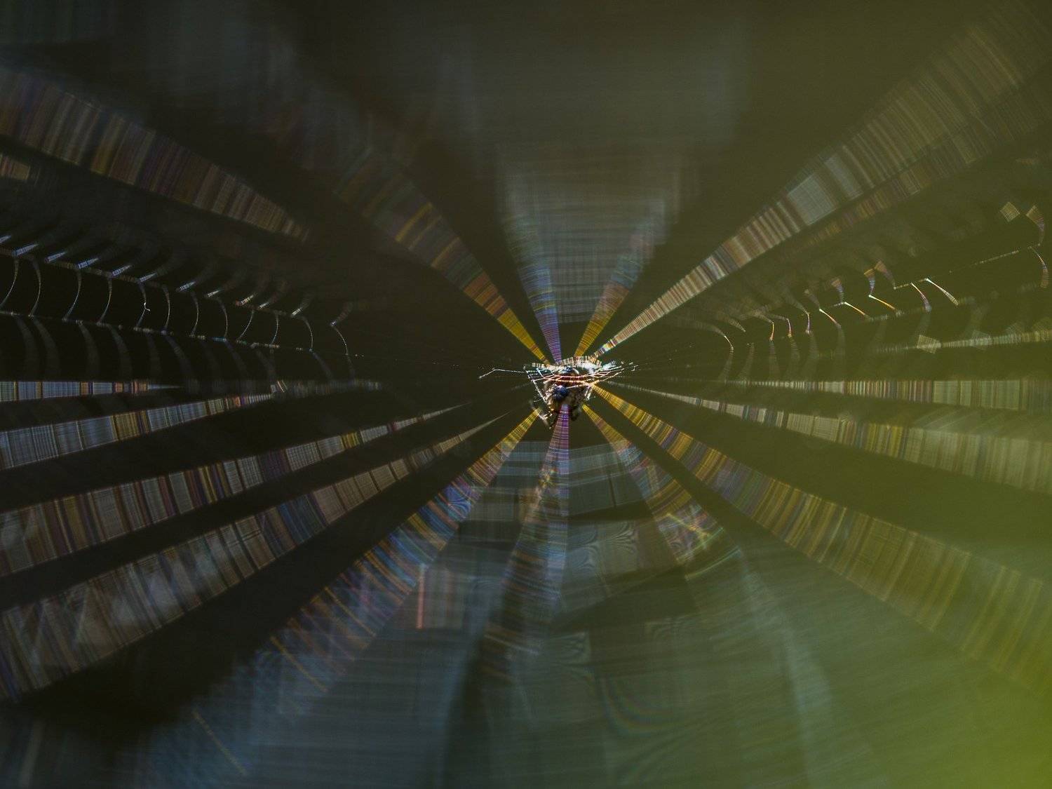 , Евгения Муравская