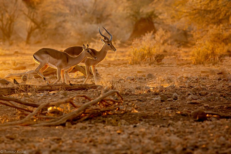 Springbok II фото превью