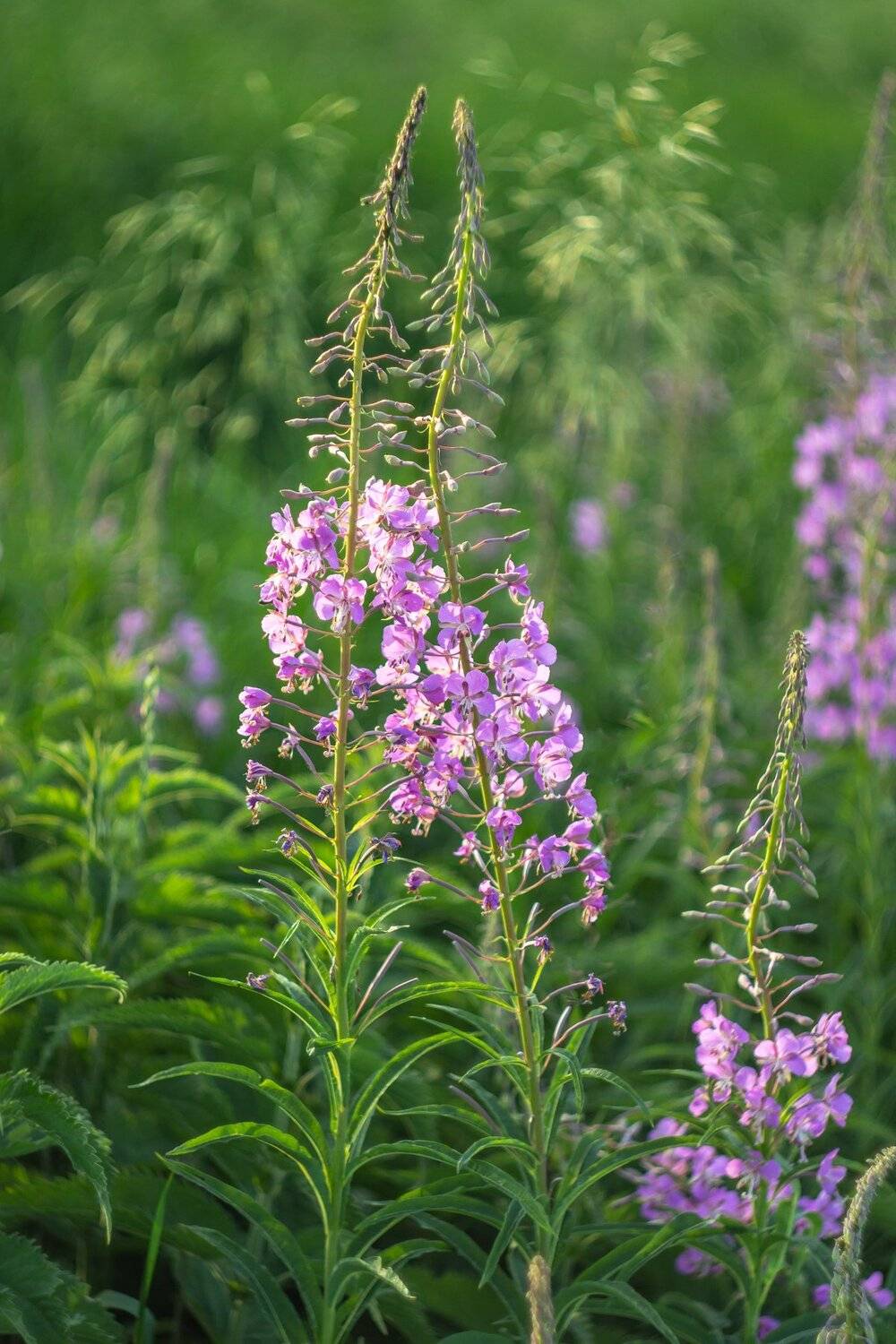 лето, кипрей, иван-чай, Руслан Востриков