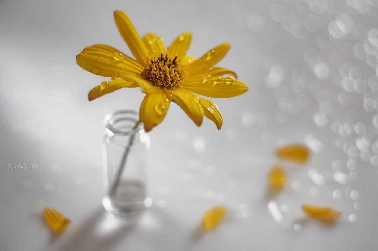 топинамбур, желтый цветок, боке, капельки, пузырек, Владимир Тузлай