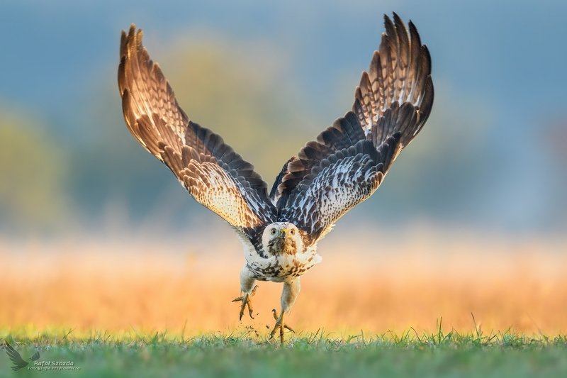 Myszołów, Common Buzzard (Buteo buteo) ... фото превью