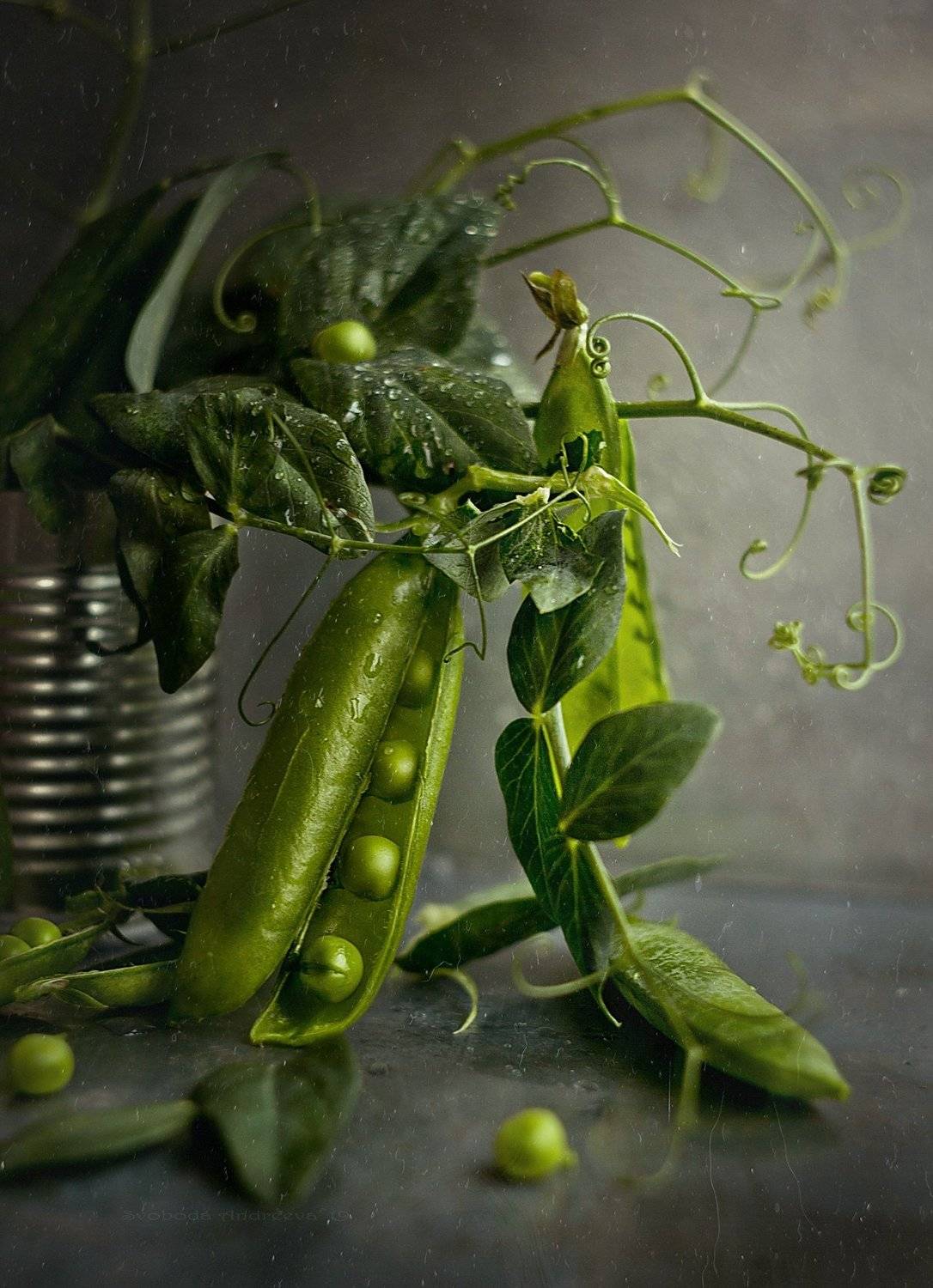горошек зелень сладкий красивый натюрморт стручок лето воспоминания растение бобовые, Svoboda Andreeva