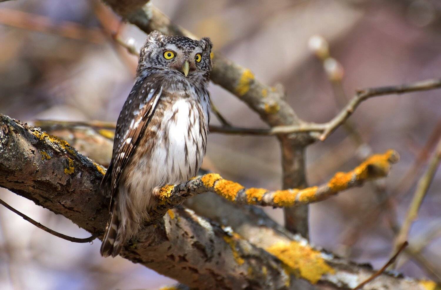 , Макеев Алексей