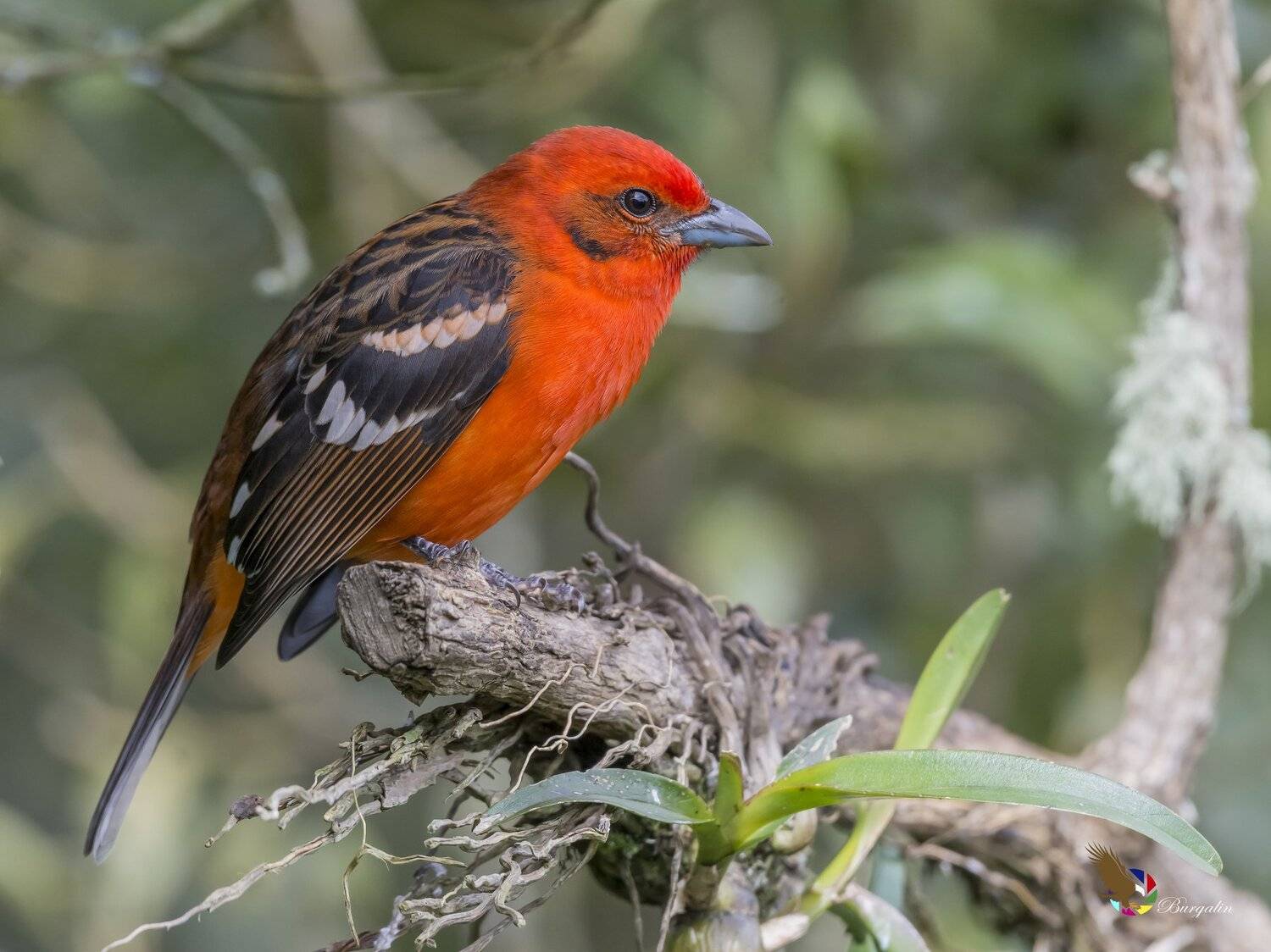 , Fernando Burgalin Sequeira