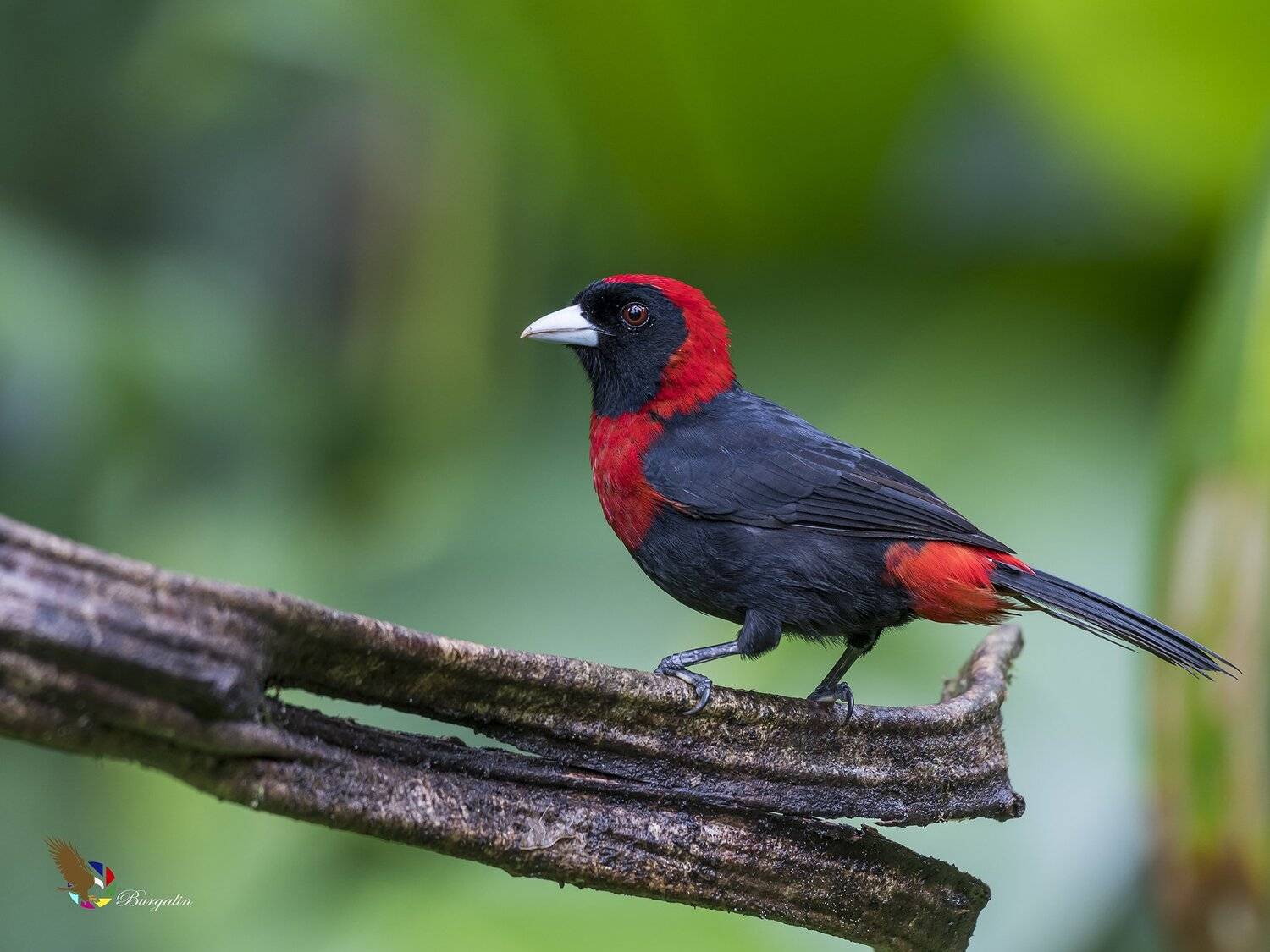 , Fernando Burgalin Sequeira