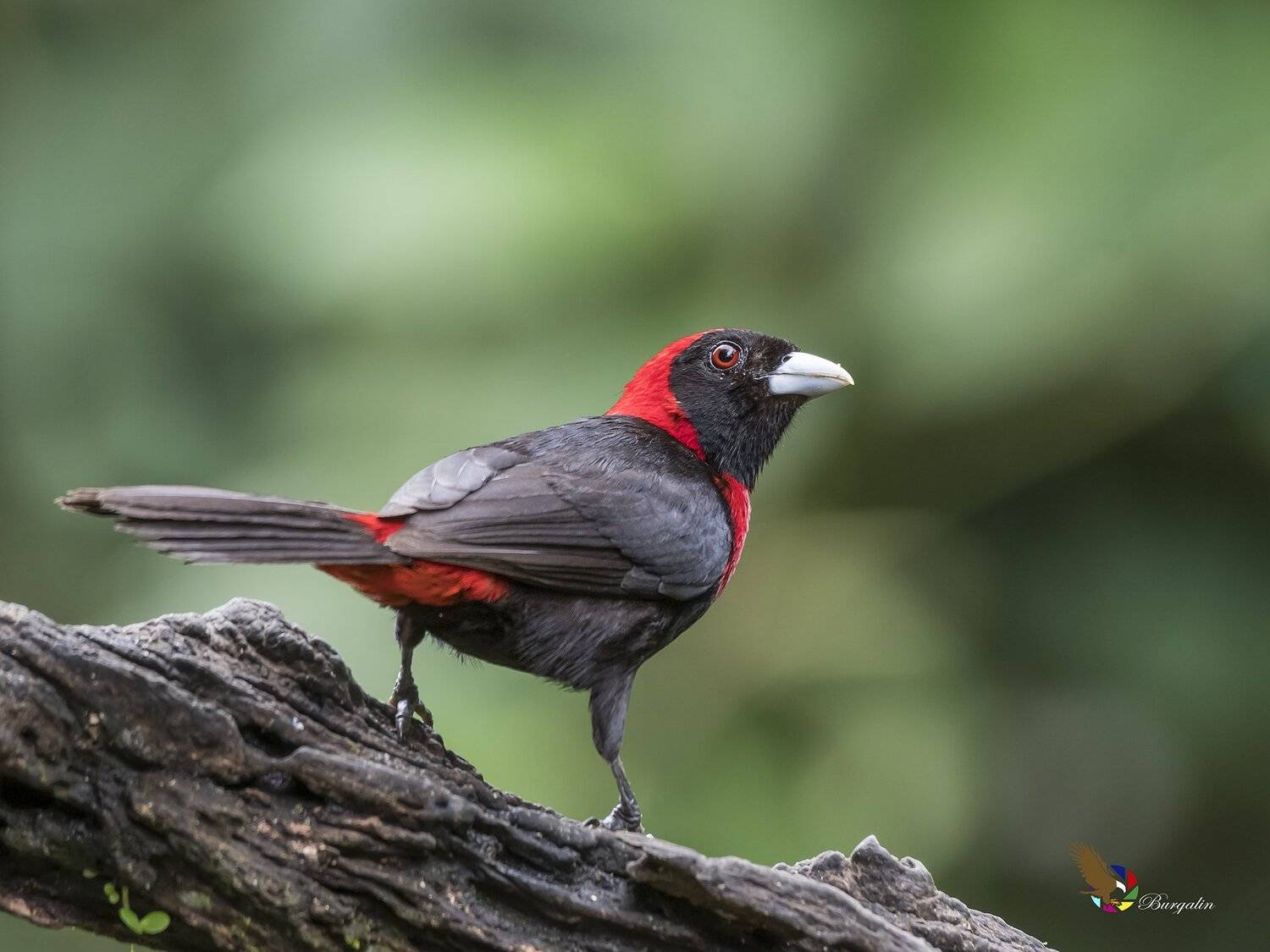 , Fernando Burgalin Sequeira