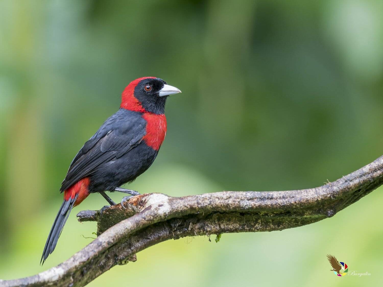 , Fernando Burgalin Sequeira