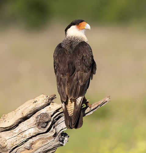 Обыкновенная каракара - Crested Caracara