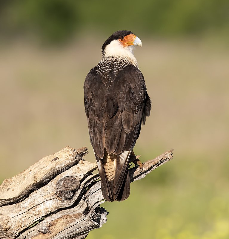 каракара, crested caracara, caracara, tx, texas, хищные птицы Обыкновенная каракара - Crested Caracara фото превью