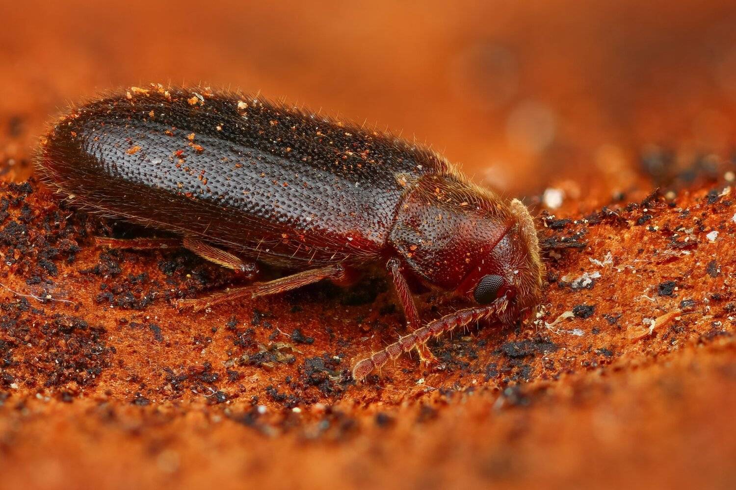 макро жук насекомое коричневый оранжевый цвет, Андрей Шаповалов