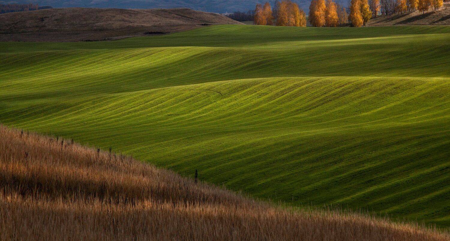 пейзаж,осень,поле,озимые,зеленый,солнце,день,холмы, Тамара Андреева