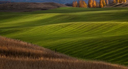 Осеннее поле