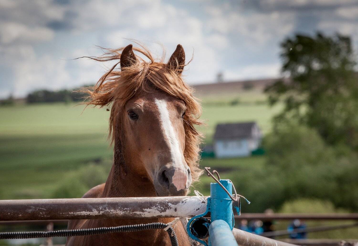 лошадь,рыжий,загон,изгородь,пейзаж, Тамара Андреева