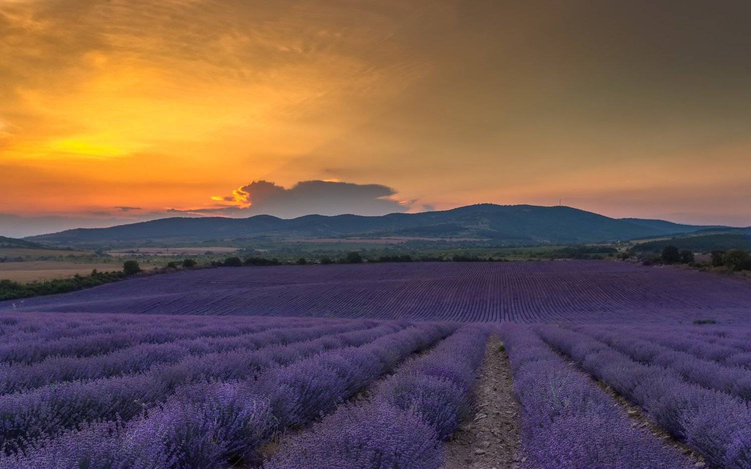 цветы поля  лаванда закат, Елена Маковоз