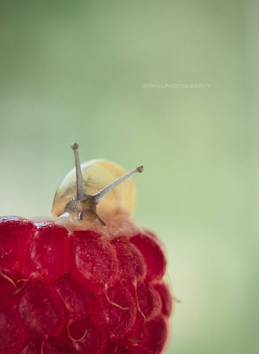 макро, природа, растение, улитка, лето, макромир, макрофотография, гелиос44_2, lovemacro, малина, , Дмитрий Гусалов
