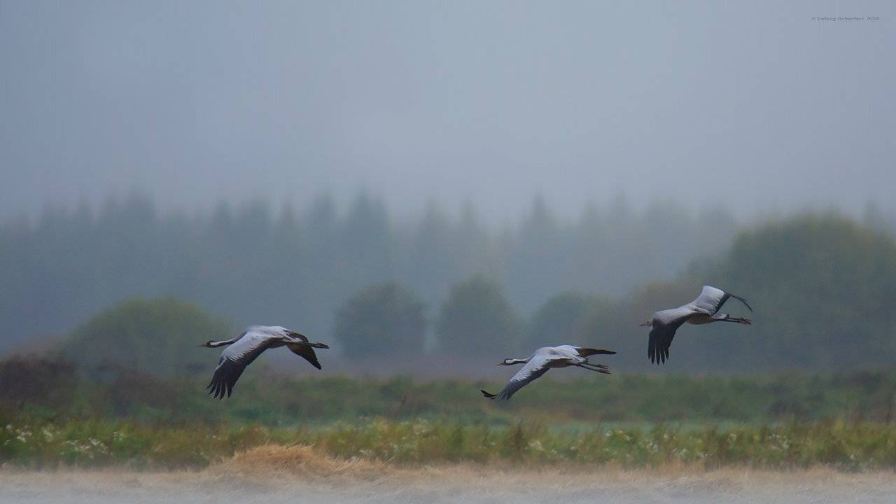 , Валерий Субачев