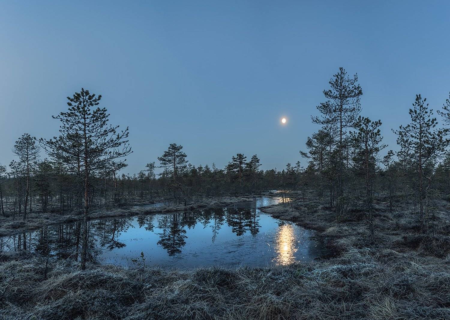 вода   ручей болото ночь, Елена Маковоз
