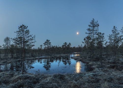 Заказник Болото Озерное ленинградская область