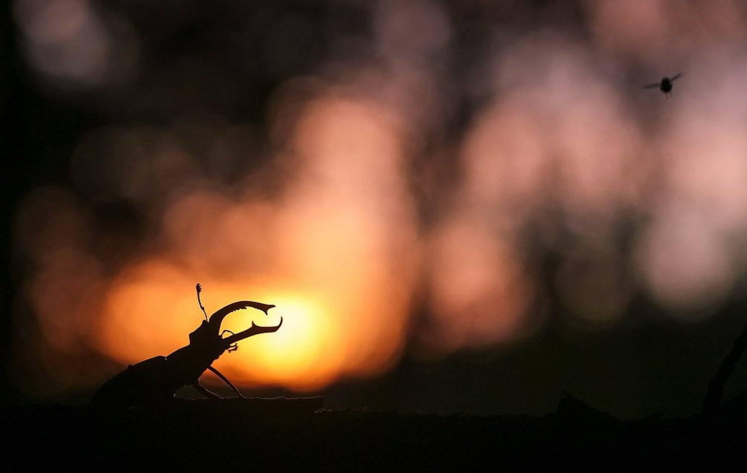 , Вячеслав Мищенко