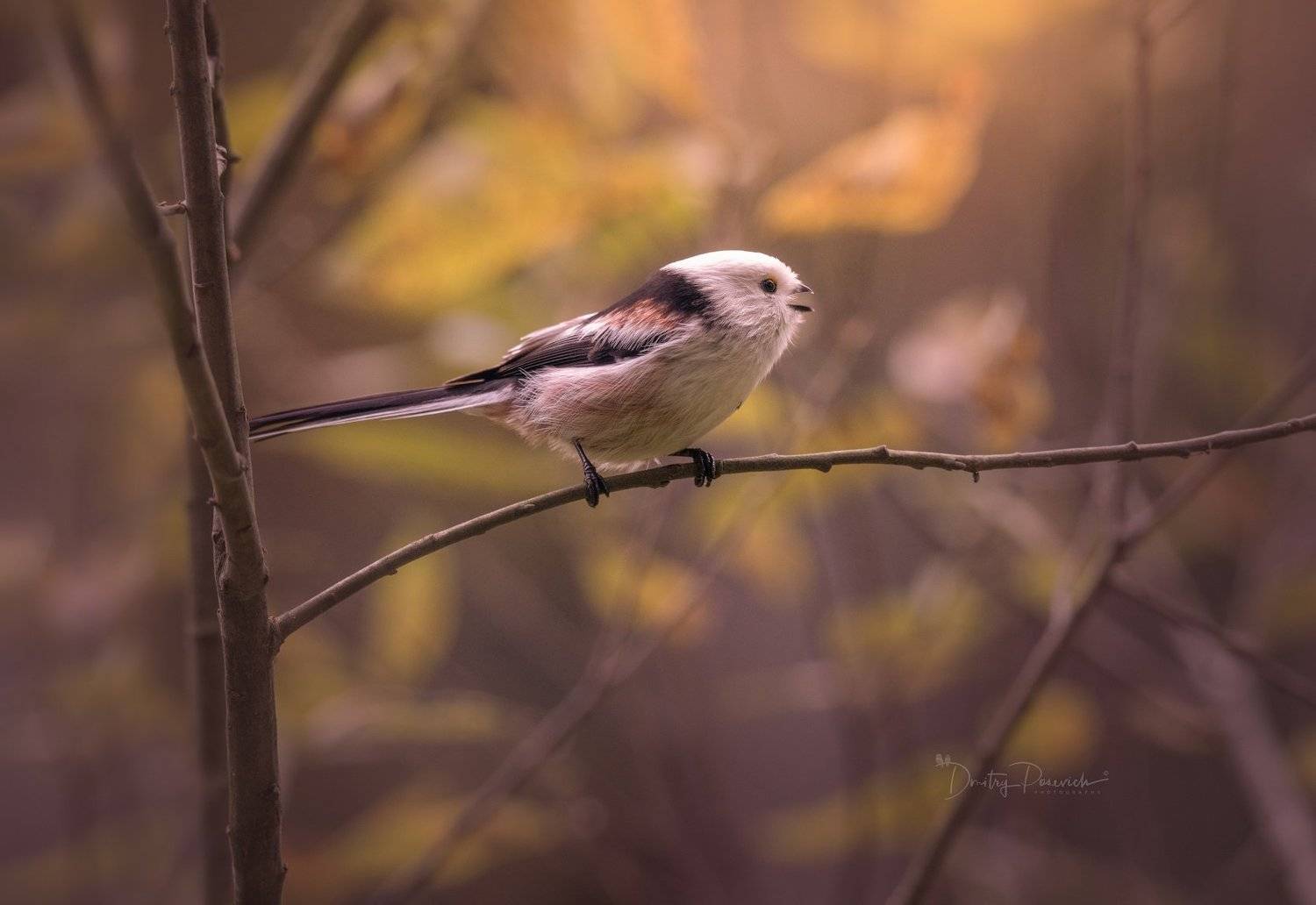 природа, лес, животные, птицы, Дмитрий Посевич