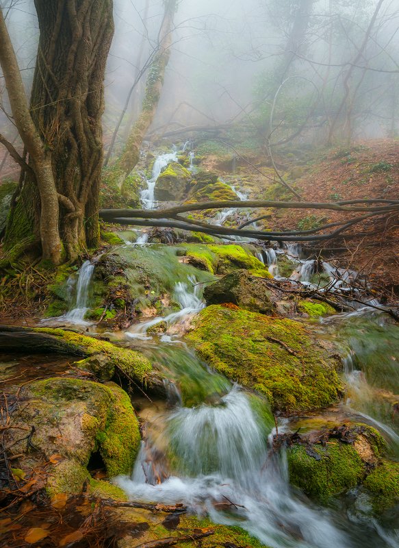 Лесная река. фото превью