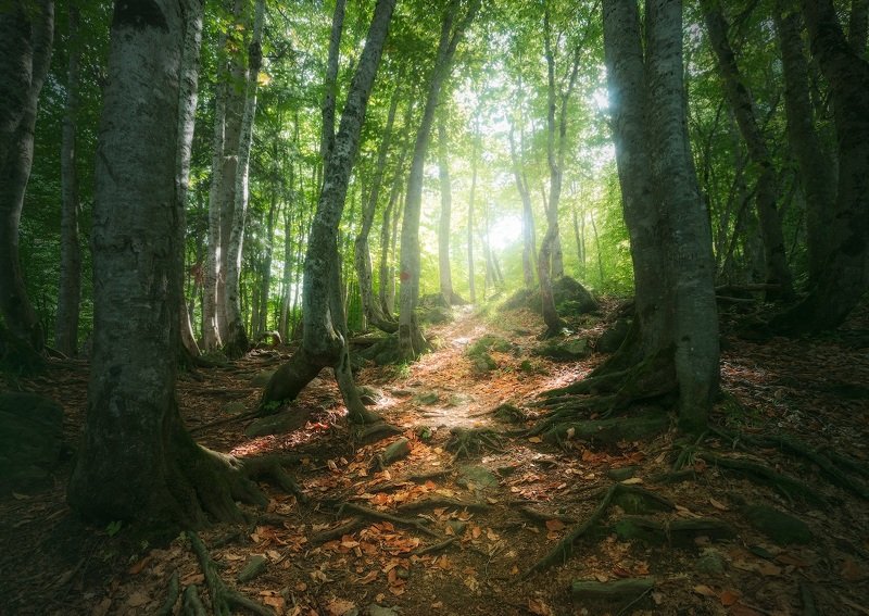 домбай, кавказ, лес В лесах Домбая фото превью