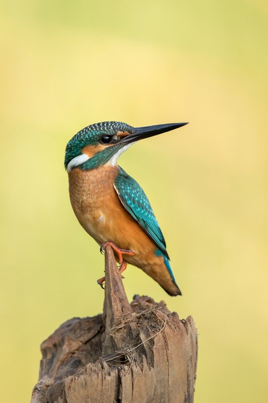 ПётрРогов,фотограф,орнитология,Израиль,фотоохота,canon5dmarkiii,canon600mmf4,birds,ornitology,nature,Israel,дикаяприрода,kingfisher,wildnature,Иерусалим,Jerusalem,wildnaturephotography,обыкновенныйзимородок,зимородок Зимородок обыкновенный  фото превью