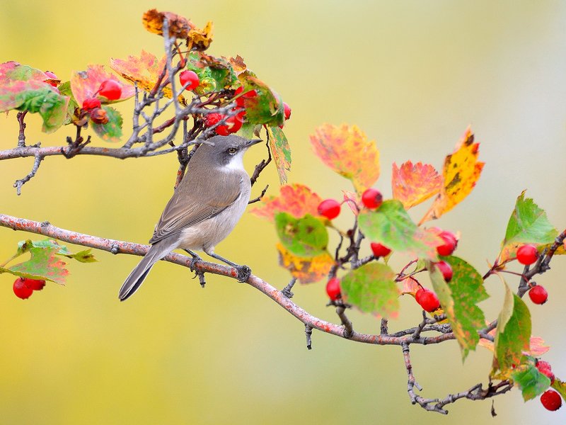 природа, фотоохота,  птицы, животные, осень Осенние зарисовки фото превью