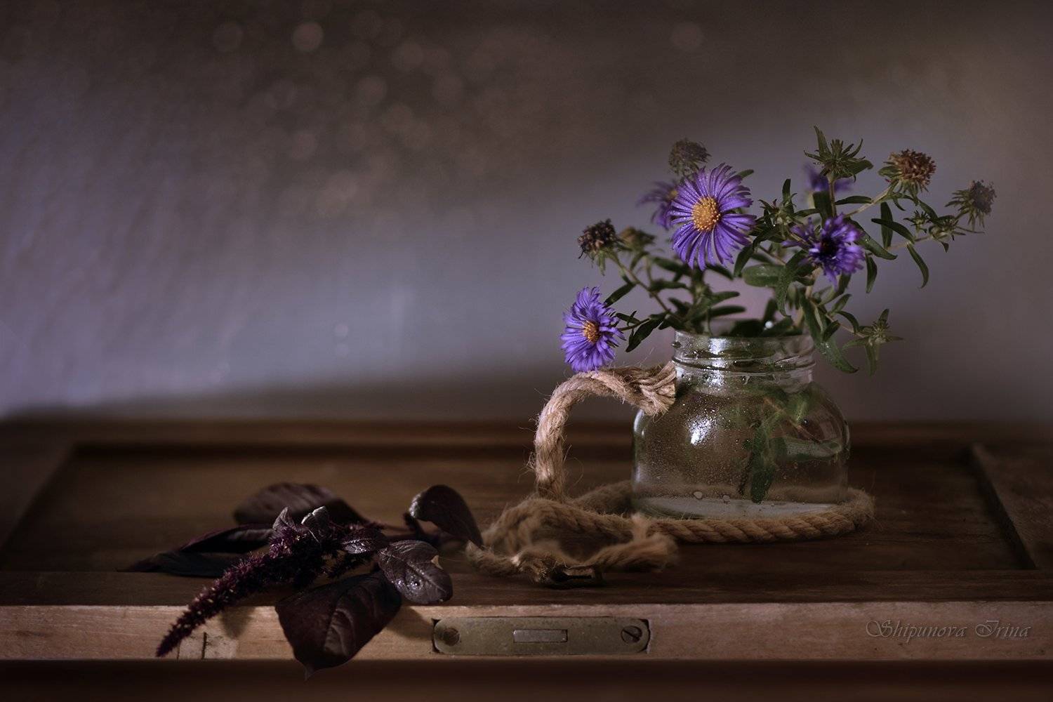 , Шипунова Ирина