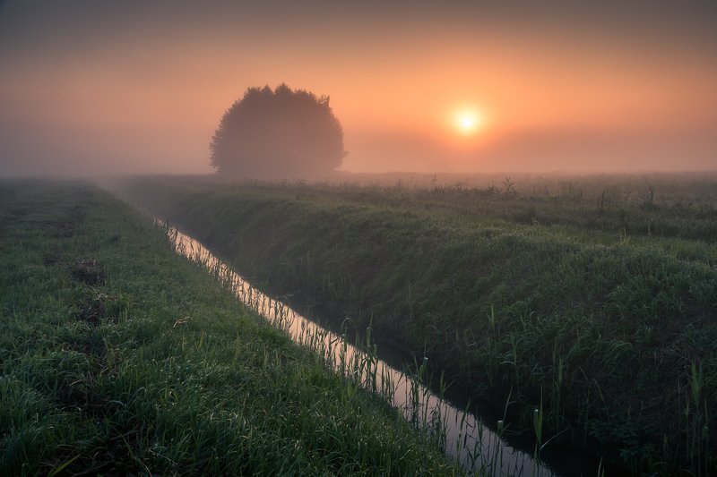 morning, sunrise, tree, meadow, foggy, Morning фото превью