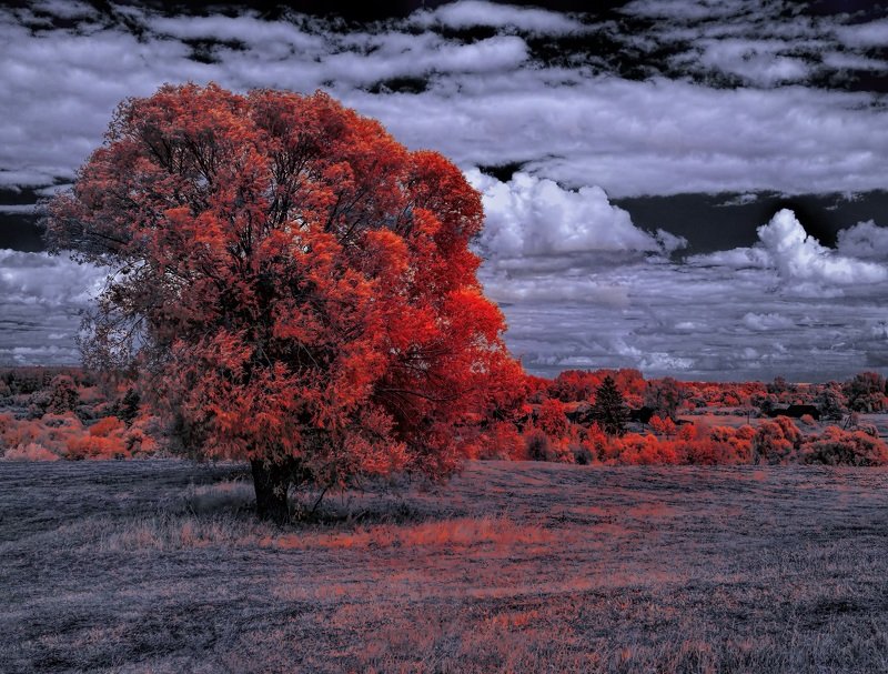 Жизнь за большими деревьями. фото превью