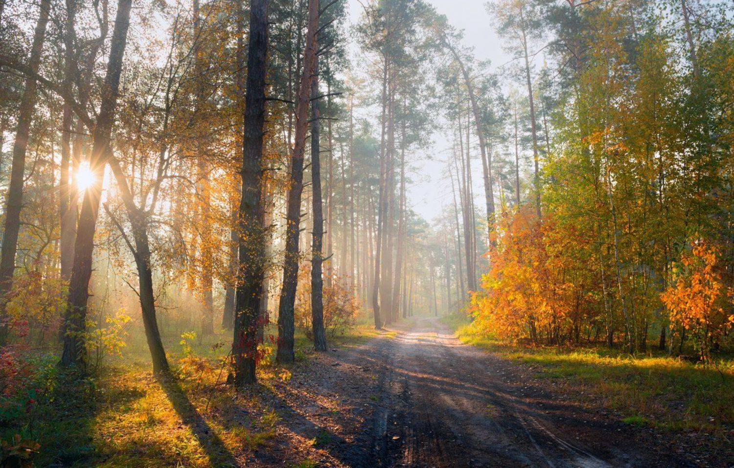 лес, осень, октябрь, утро, рассвет, туман, Галанзовская Оксана