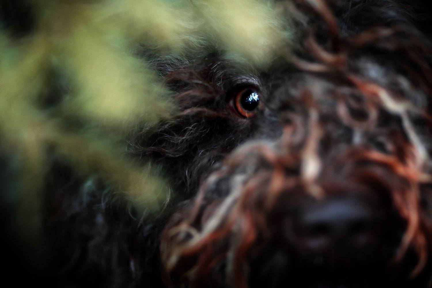 , Наталия Поникарова