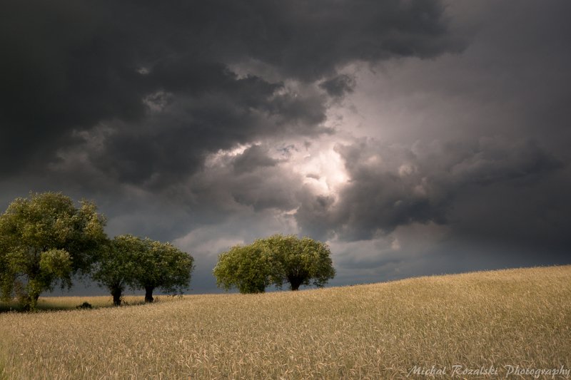 clouds, , crops, , trees, , summer, , darknes, , agriculture Before the storm фото превью