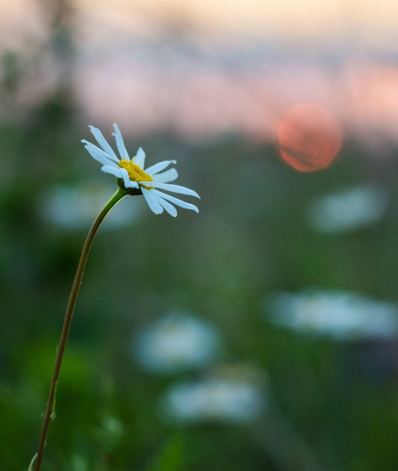 цветы, ромашки, лето, закат, Руслан Востриков