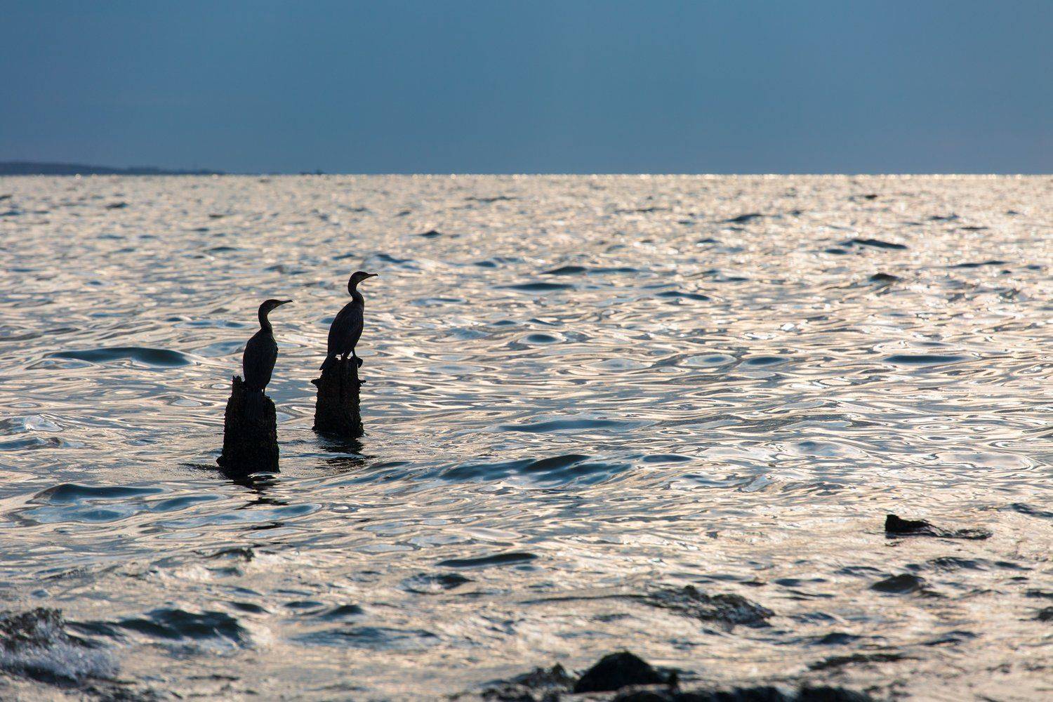 , Денис Свечников