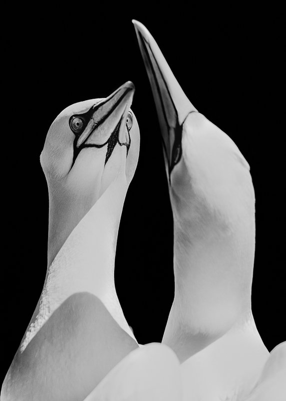 Soulmate фото превью