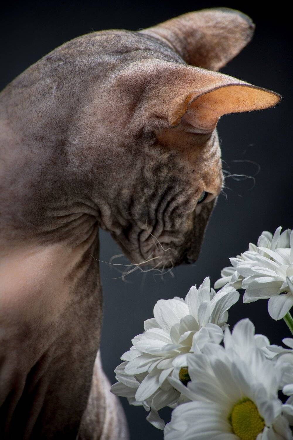 , Вячеслав Владимирович