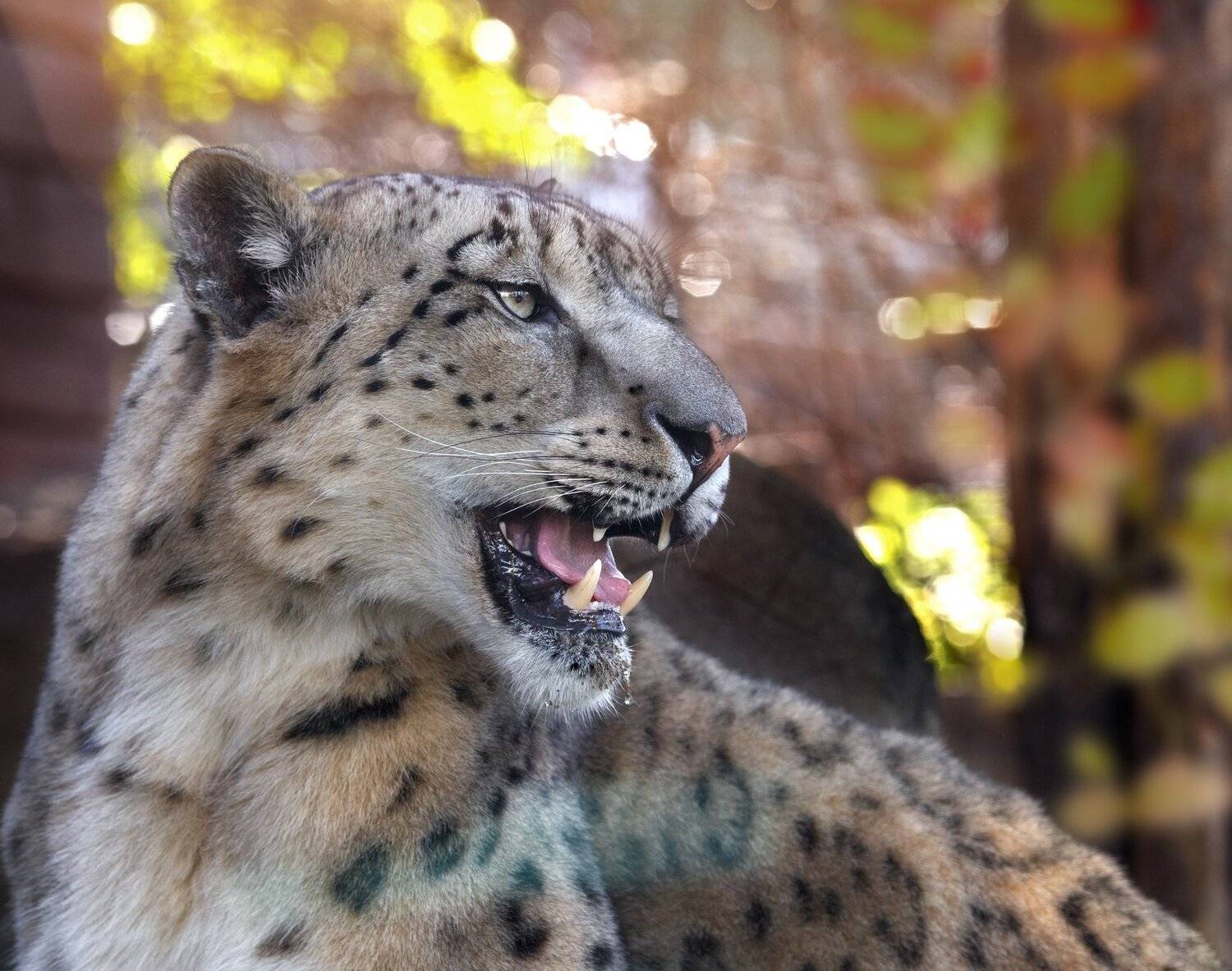 , Олег Богданов