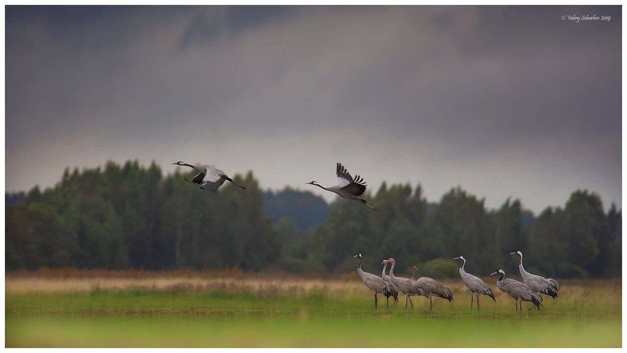 , Валерий Субачев
